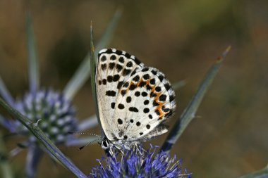 Chequred Blue (Scolitantides orion), Fetthennenbläuling