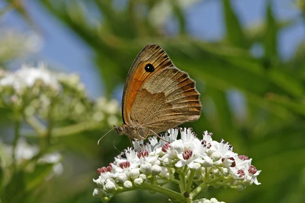 Meadow Brown, (Maniola jurtina), Ochsenauge, Kuhauge, Italia, Europa — Foto de Stock