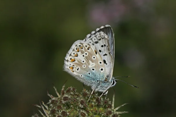 Крейда hill синій, Polyommatus coridon — стокове фото
