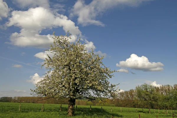 Δέντρο μηλιάς στο georgsmarienhuette, χαμηλότερη Σαξωνία, Γερμανία, Ευρώπη — Φωτογραφία Αρχείου