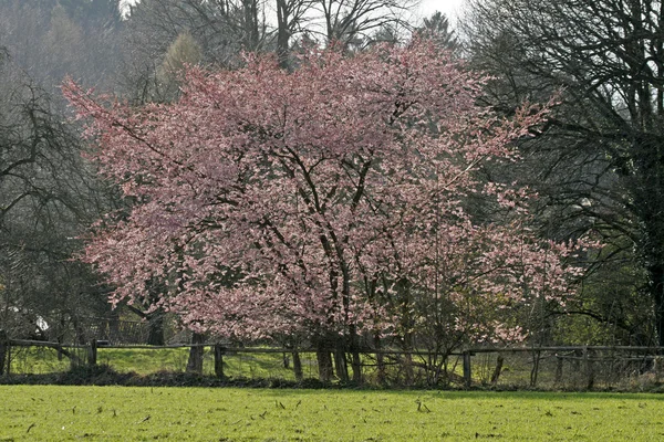 Japanse kersenboom in het voorjaar, Duitsland — Stockfoto