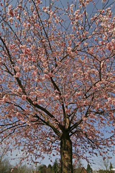 德国春天的日本樱桃树 — 图库照片