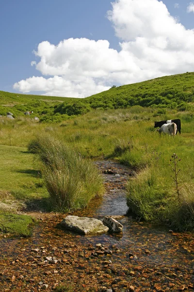Petit ruisseau à Dartmoor, Cornouailles, Devon, Angleterre, Europe — Photo