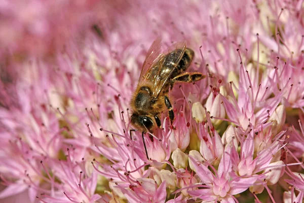 Mehiläinen Stonecropin kukassa, Sedum — kuvapankkivalokuva