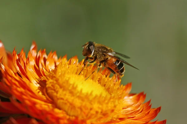Syrphid μύγα στο χρυσό λουλούδι αιώνια — Φωτογραφία Αρχείου