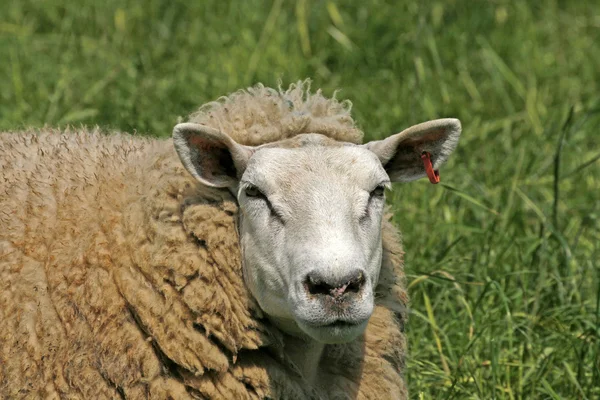 Braune Schafe in Deutschland — Stockfoto