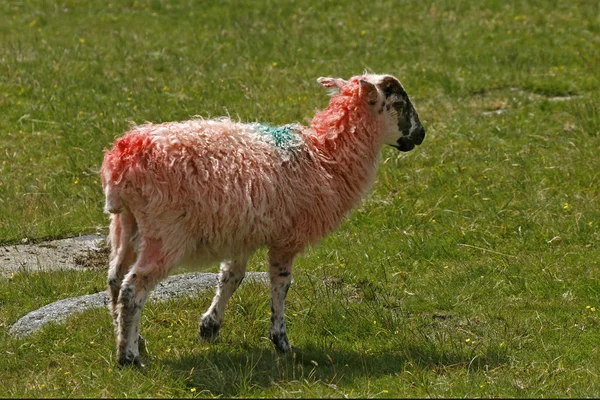 Kırmızı koyun, dartmoor, devon, cornwall, güneybatı İngiltere, İngiltere'de, Avrupa — Stok fotoğraf