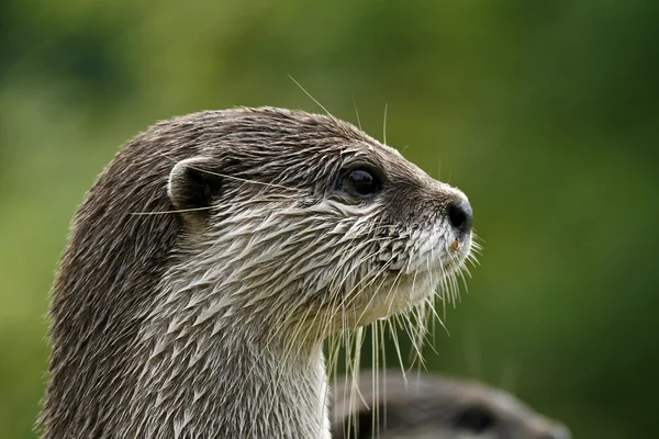 stock image Aonyx cinerea, Asian Otter, Oriental Small-clawed Otter