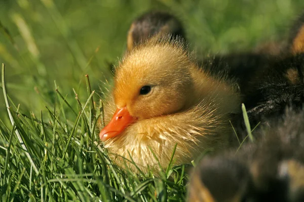 Incubação de um pato, Anas platyrhynchos - Mallard — Fotografia de Stock