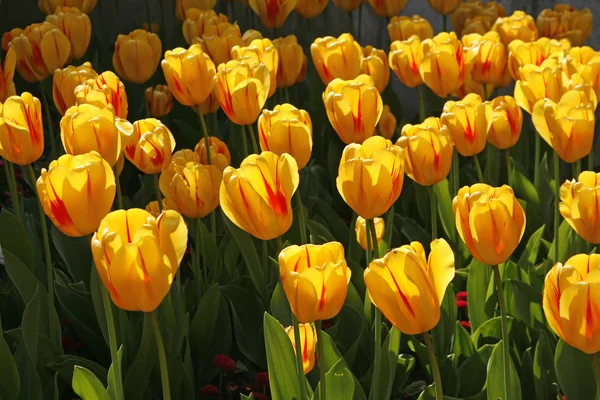 Tulipán, řadit juliette na jaře, Dolní Sasko, Německo — Stock fotografie