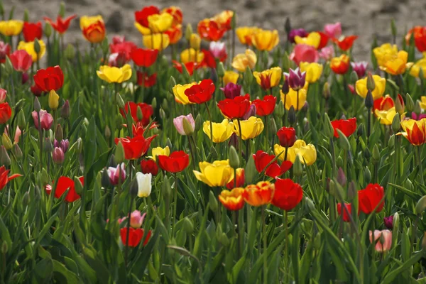 Tulipán pole v Dolním Sasku, Německo, Evropa — Stock fotografie