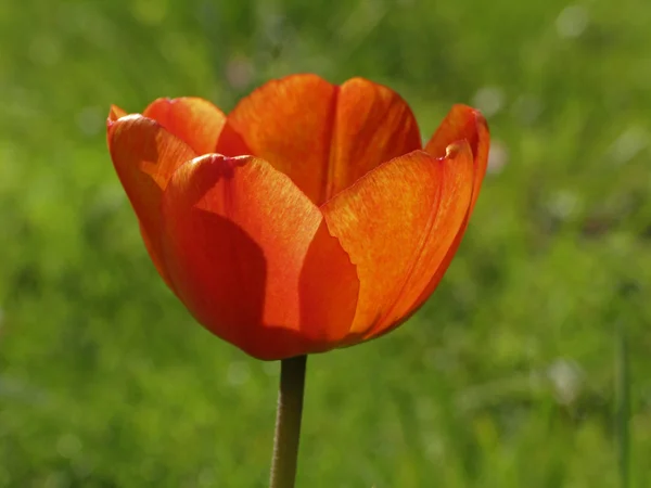 Tulipán rojo en primavera (contraluz ) — Foto de Stock