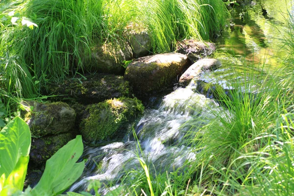 Romantyczny potoku, otoczony egzotycznymi roślinami — Zdjęcie stockowe