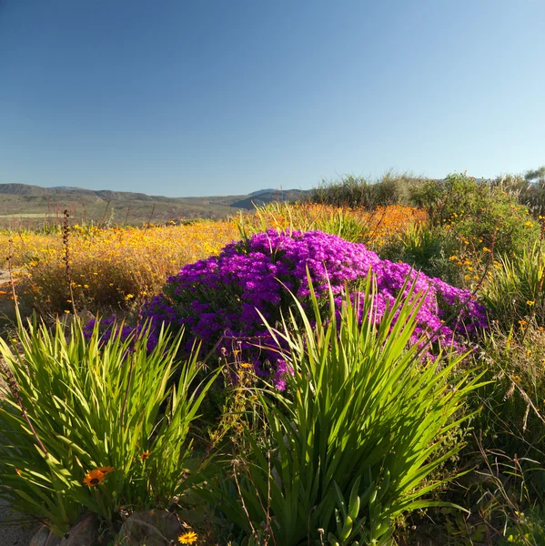 Landskap med vackra blommor och växter — Stockfoto