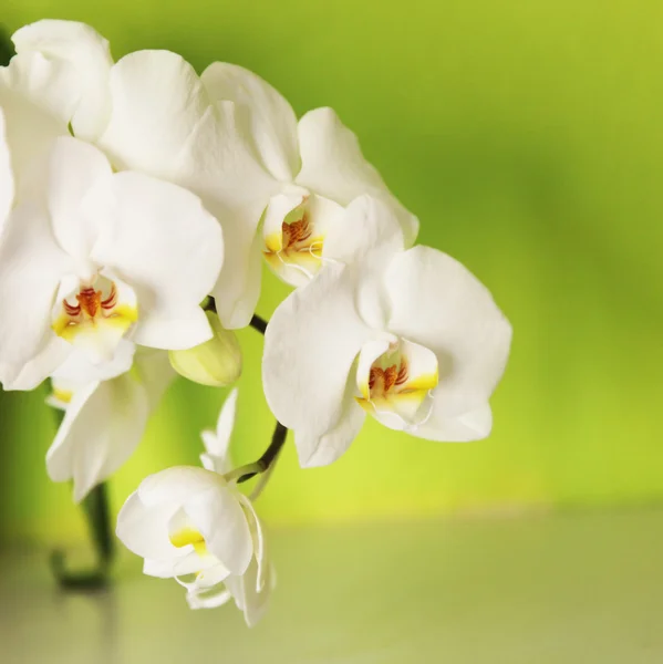 Orquídea sobre un fondo verde —  Fotos de Stock