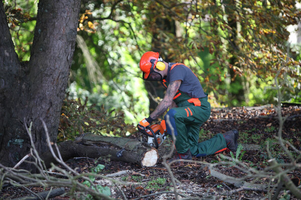 A forest worker makes wood