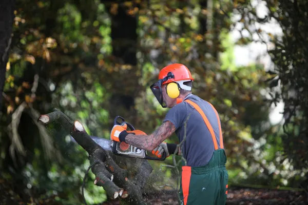 Skogsarbetare eller skogshuggare sågning — Stockfoto