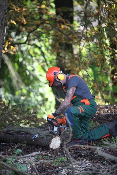 Ένας εργαζόμενος δασικών πριόνισμα ένα κορμό δέντρου. — Φωτογραφία Αρχείου