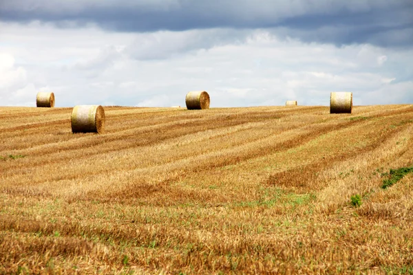 Осенью тюки сена на поле — стоковое фото