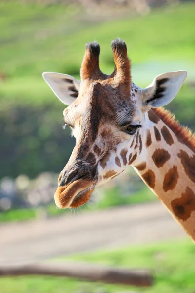 Stock image Giraffe in Africa