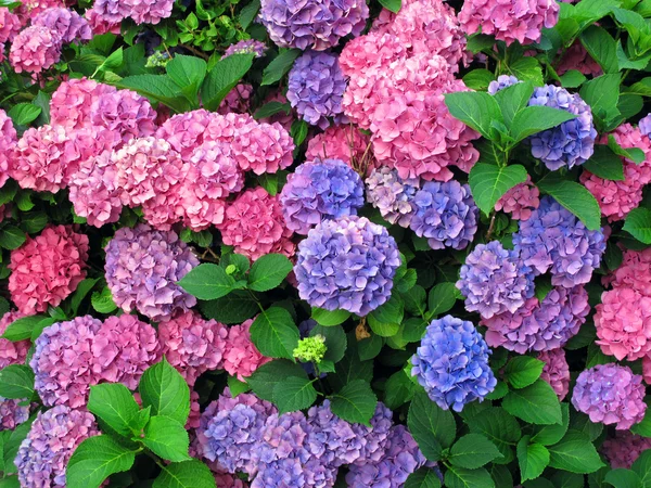 Colorful hydrangeas — Stock Photo, Image