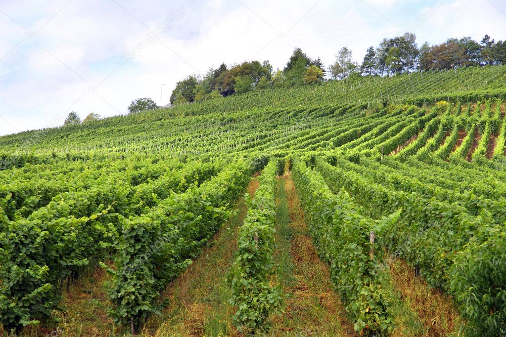 Vines in a vineyard