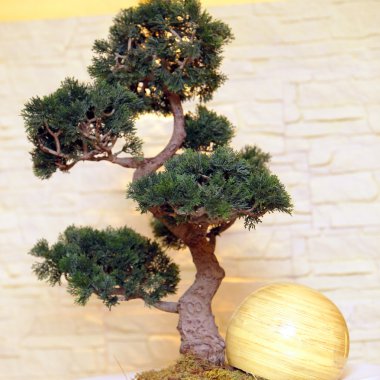 A bonsai tree clipart