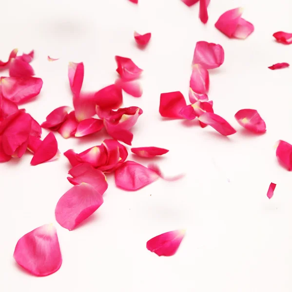 Vliegende rozenblaadjes — Stockfoto