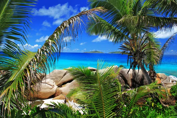 Flott strand med palmetrær. – stockfoto