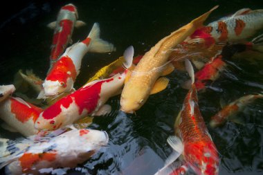 Many colorful koi carp in the water