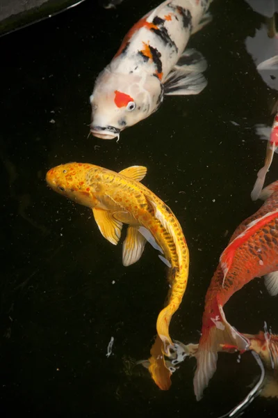 Koi carp in the water