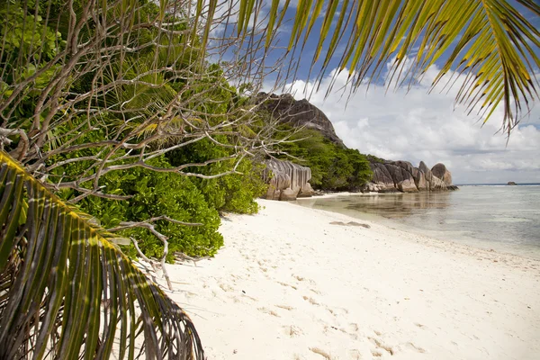 Tropikalna plaża z palmami i błękitnym morzem — Zdjęcie stockowe