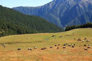 Alpine pasture in northern Italy. clipart