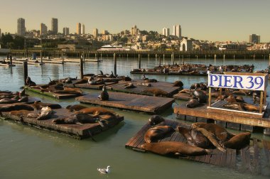 Seals on floating platform on Pier 39. clipart