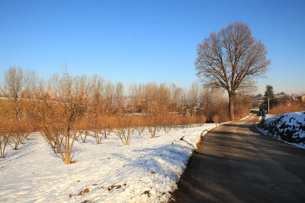 Grote boom op de weg tussen besneeuwde velden. — Stockfoto