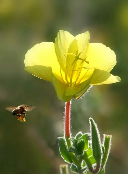 Bee flying towards yellow flower. — Stock Photo, Image