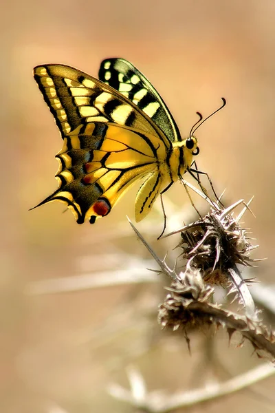 Пятнистая красочная бабочка, сидящая на шипе . — стоковое фото