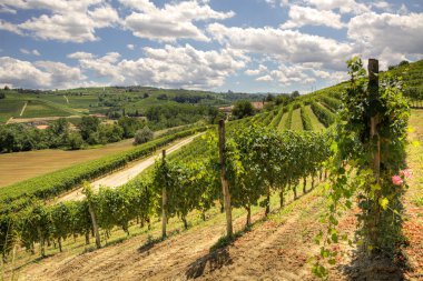 Hills and vineyards of Piedmont. clipart