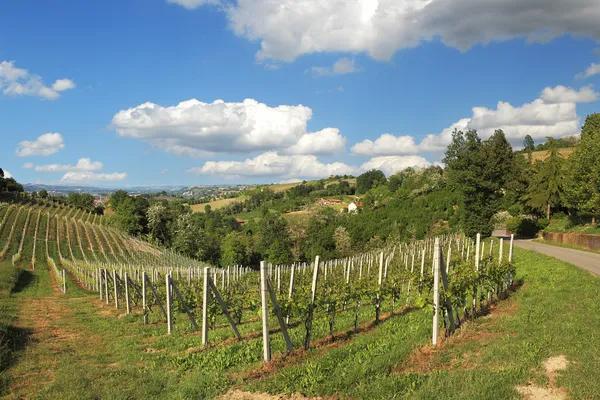 Wzgórza i winnice Piemontu. itaky Północna. — Zdjęcie stockowe