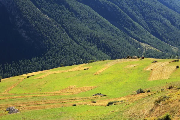 Alpina äng. Alperna, norra Italien. — Stockfoto