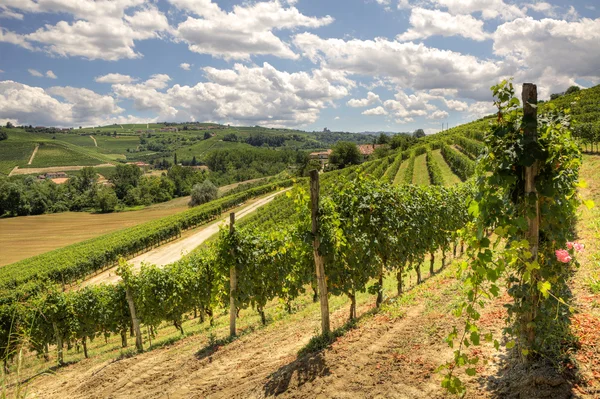 Colinas y viñedos de Piamonte . — Foto de Stock