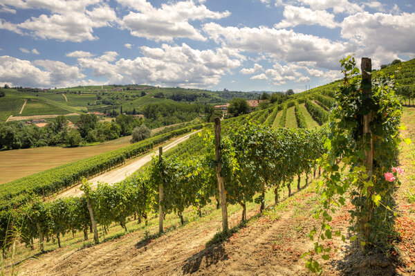 Hills and vineyards of Piedmont.
