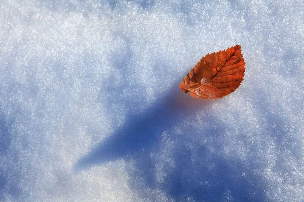 Leaf on snow. — Stock Photo, Image