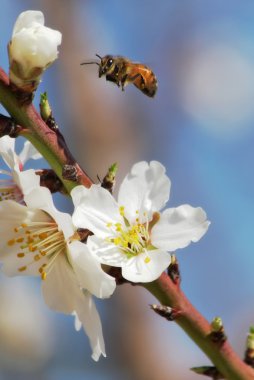 Bee flying over almond flowers. clipart