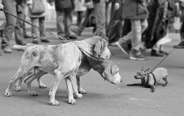 Honden aan de lijn. — Stockfoto
