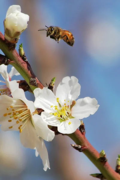 Bee flying over almond flowers. — Stock Photo, Image