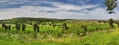 Panorama of green fields at spring. clipart