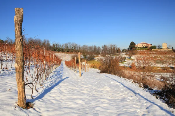Snowy vineyards of Piedmont. — Stock Photo, Image