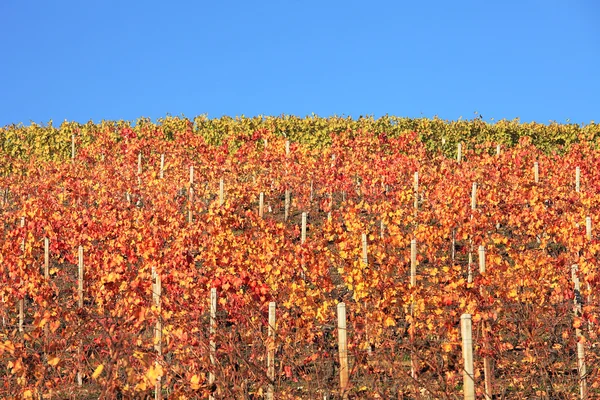 Multicolored vineyard hill. Piedmont, Northern Italy. — Stock Photo, Image