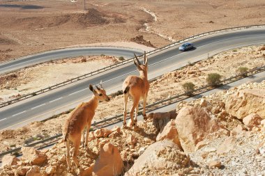 Ibexes on the cliff above the highway. clipart